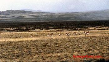 (SOLD) WYOMING 160 ACRES LOCATED IN STRATTON / RINER RANCH - $44,995 / $1,750 DOWN - ID# W11-229 -162